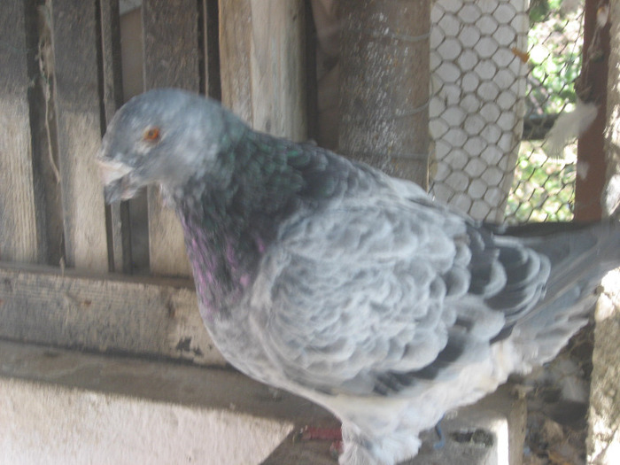 galambok 2011 104 - porumbei 2011