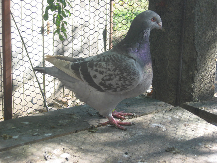 galambok 2011 110 - porumbei 2011