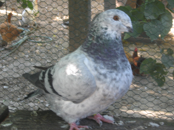 galambok 2011 126 fem