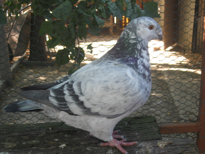galambok 2011 130
