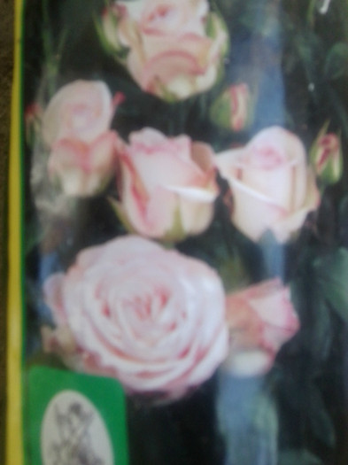 Fotografie1196 - trandafirii mei-achizitii