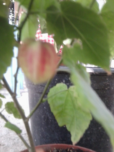 Fotografie1227 - flori de interior