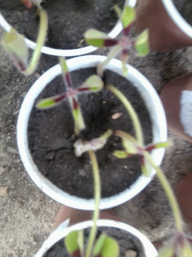 Fotografie1228 - flori de interior