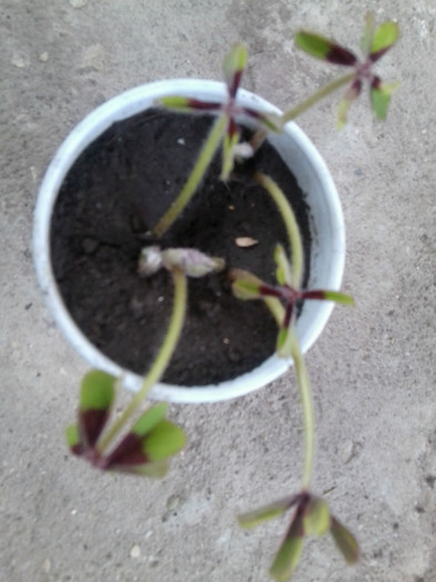 Fotografie1229 - flori de interior