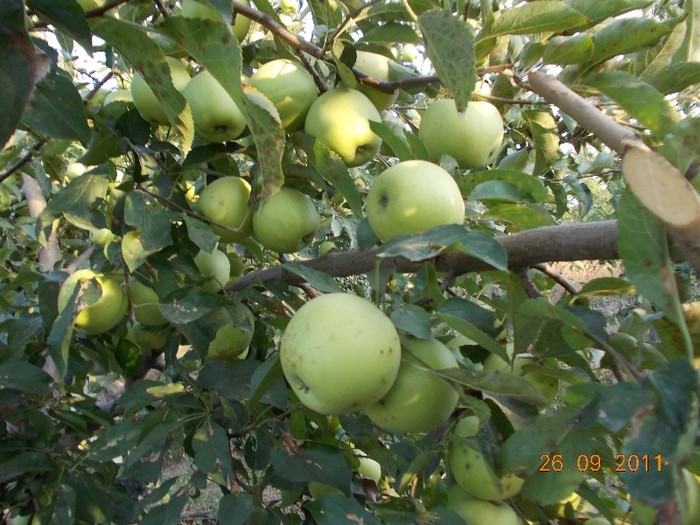 poza 198 - la culesul merelor-2011
