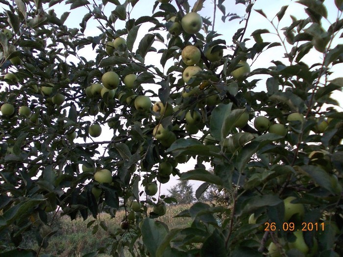 poza 205 - la culesul merelor-2011