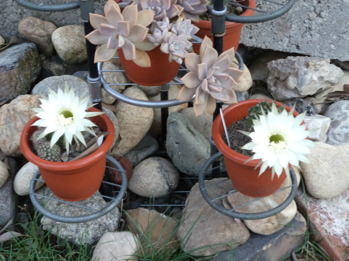 Cadoul meu de duminica- flori de echinopsis