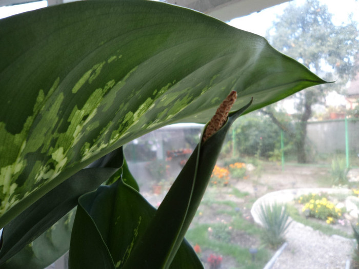 Frunza si floare de Dieffenbahia?