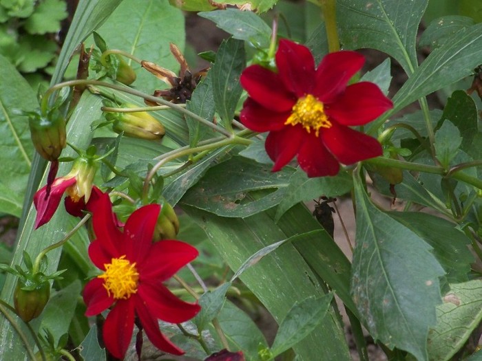 100_9048 - 23 30 Septembrie 2011