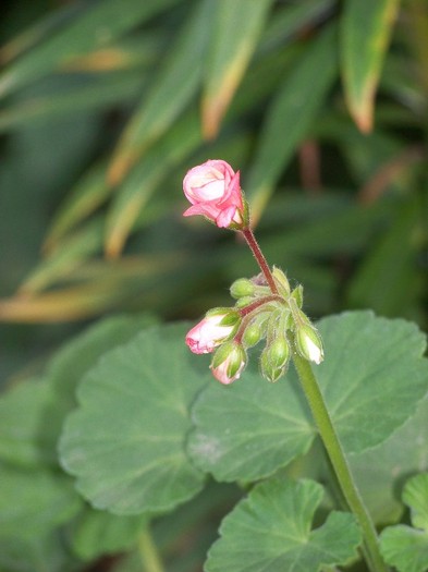 100_9097 - 23 30 Septembrie 2011