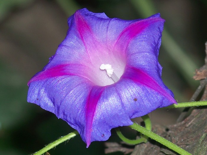 100_9127 - 23 30 Septembrie 2011