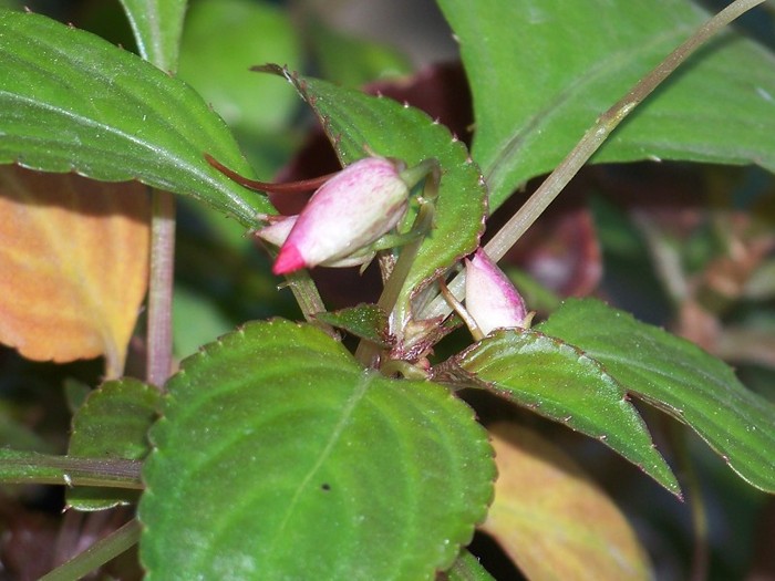 100_9129 - 23 30 Septembrie 2011