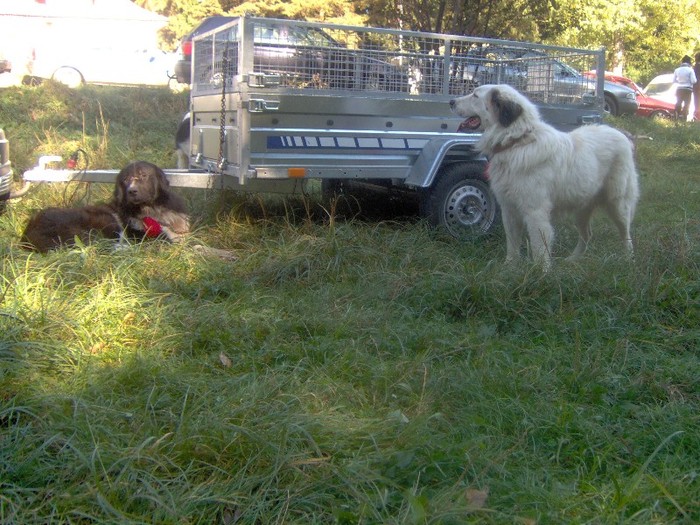 IM000129 - expozitie Ilisesti-Suceava