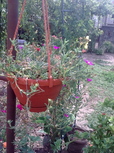 Imagine0612; lampranthus
