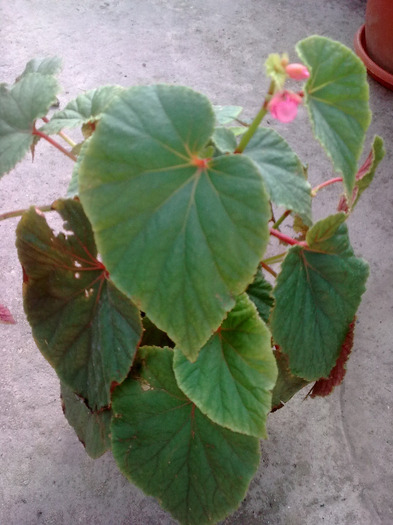 Imagine0641; begonia grandis
