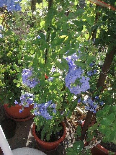 Imagine0648; plumbago
