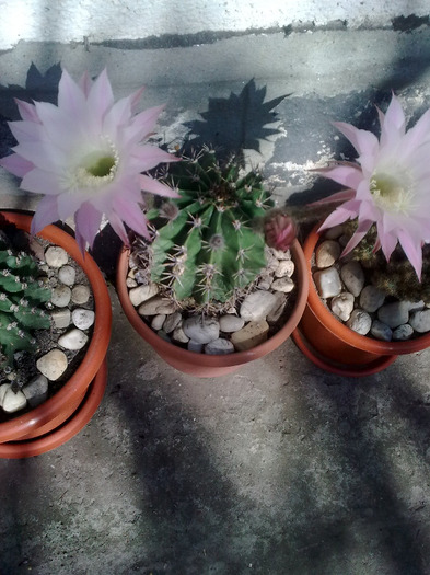 Imagine0651; cactusi
