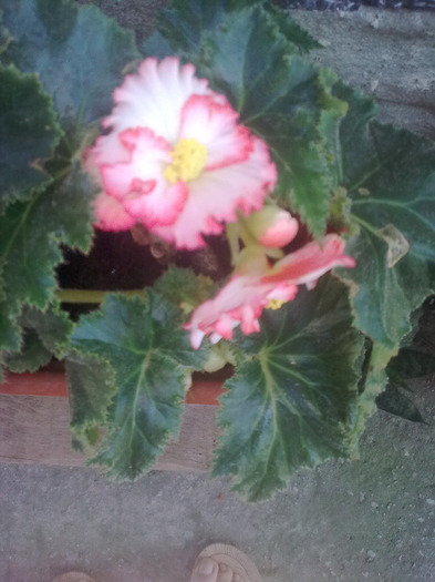 Imagine0655; begonia tuberhybrida
