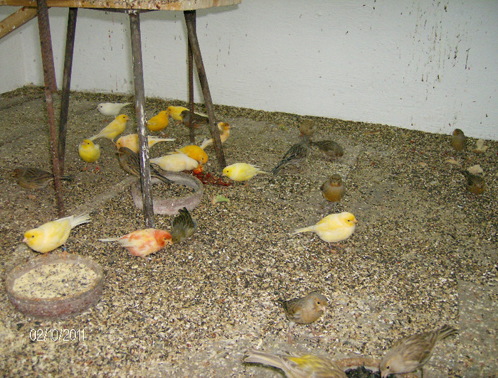 HPIM4364 (1) - Canari