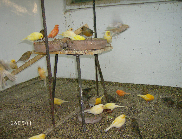 HPIM4366 - Canari