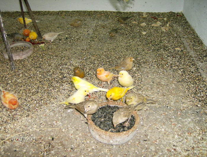 HPIM4367 - Canari