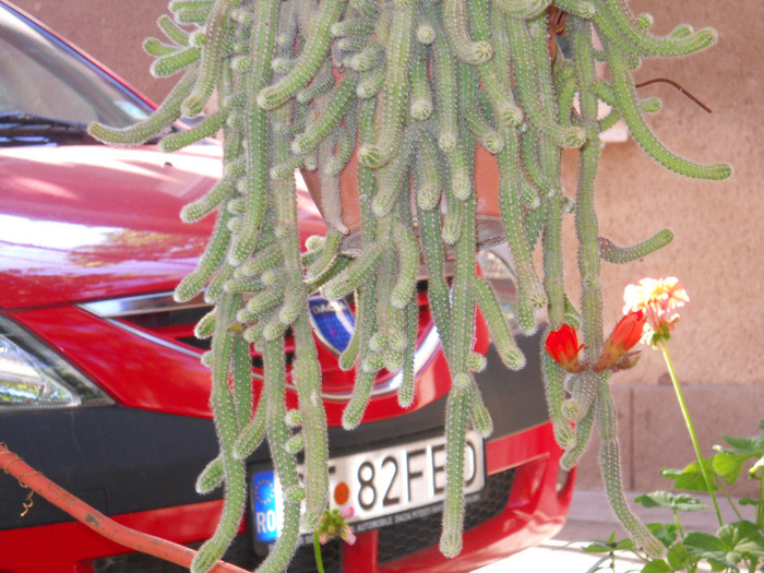 DSCN2091 - ALBUM 2011