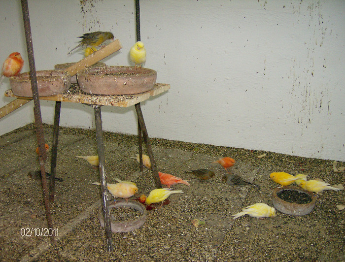HPIM4407 - Canari