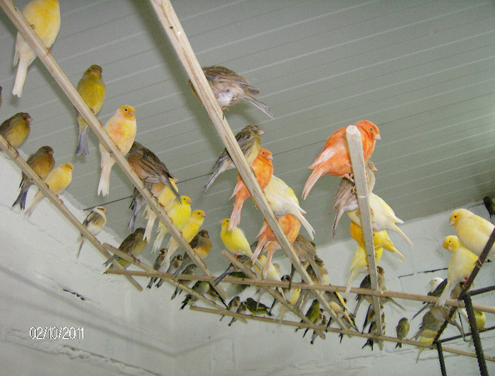 HPIM4421 - Canari