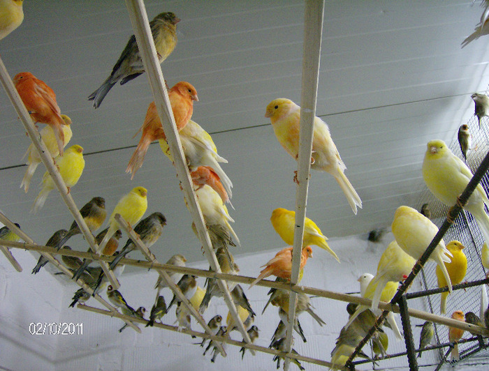 HPIM4431 - Canari