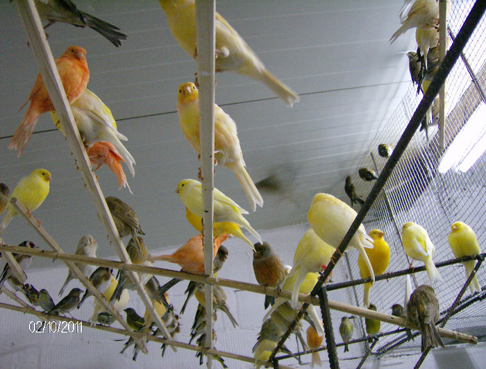 HPIM4432 - Canari