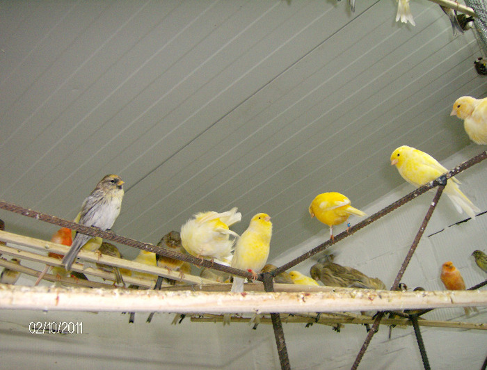 HPIM4434 - Canari