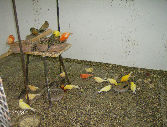 HPIM4401 - Canari