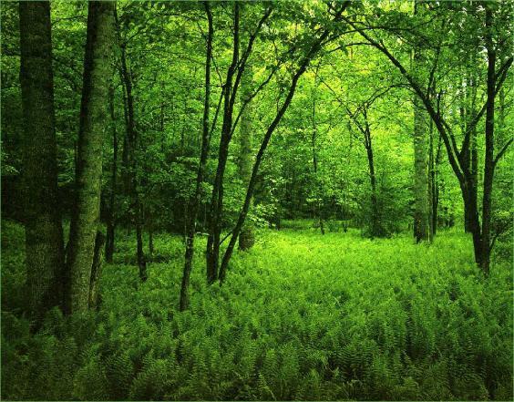 green nature images.jpg (38)