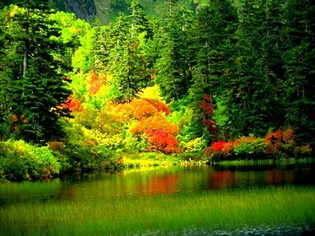 green nature_wallpaper_Pictures - NU DISTRUGETI NATURA