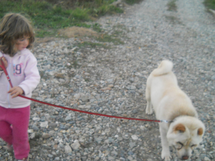 septembrie 2011 303 - sharpei bear coat