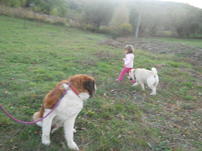 septembrie 2011 306 - sharpei bear coat