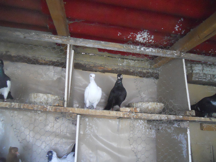 DSCN3500 - 1825 Sorin Constantinescu