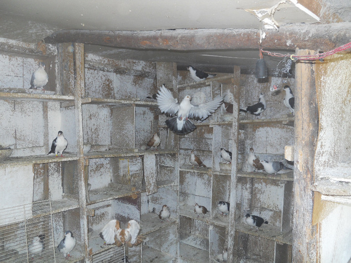 DSCN3509 - 1825 Sorin Constantinescu