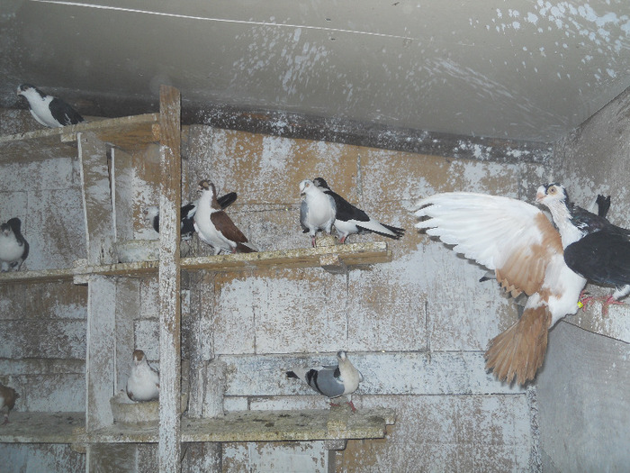 DSCN3512 - 1825 Sorin Constantinescu