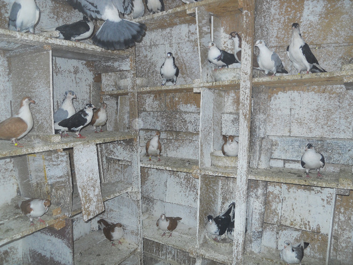 DSCN3514 - 1825 Sorin Constantinescu