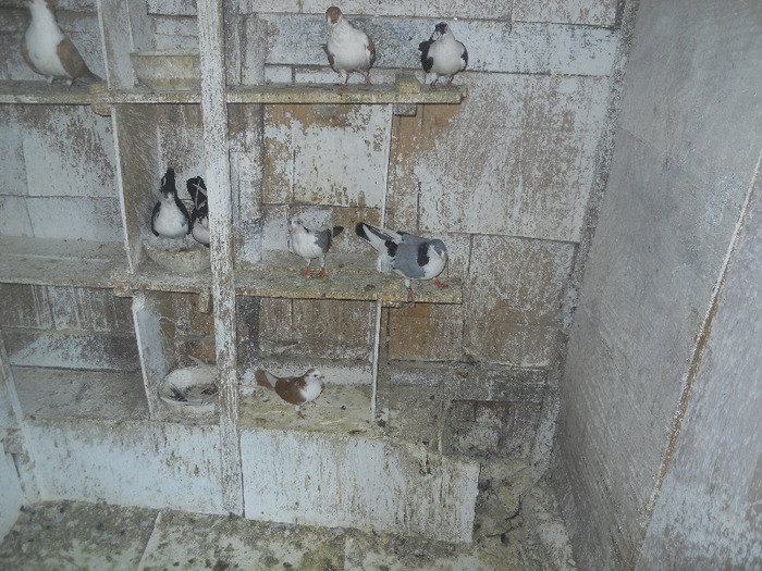 DSCN3515 - 1825 Sorin Constantinescu