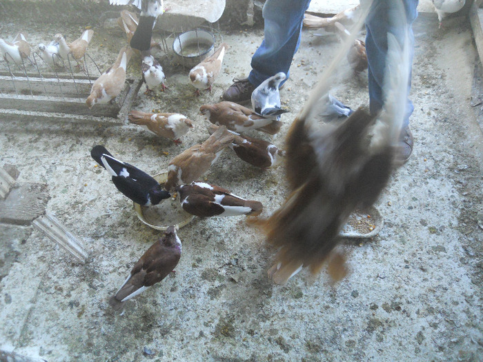 DSCN3516 - 1825 Sorin Constantinescu