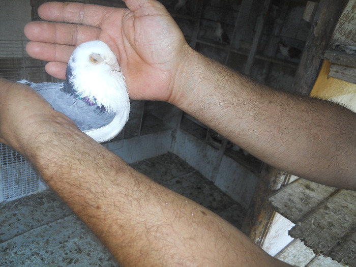 DSCN3521 - 1825 Sorin Constantinescu