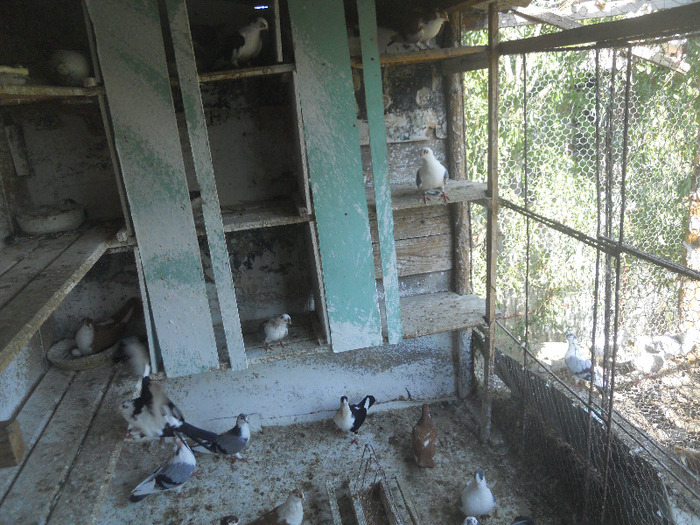 DSCN3524 - 1825 Sorin Constantinescu