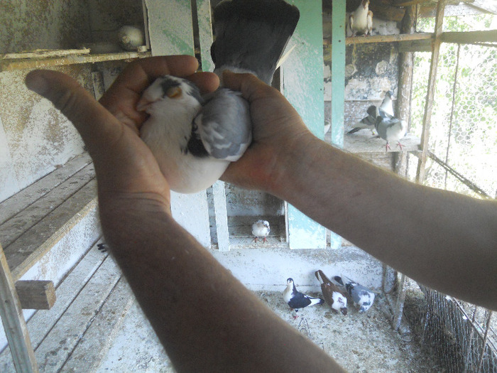 DSCN3525 - 1825 Sorin Constantinescu