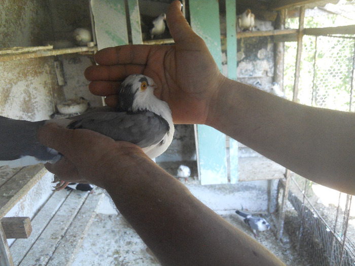 DSCN3526 - 1825 Sorin Constantinescu