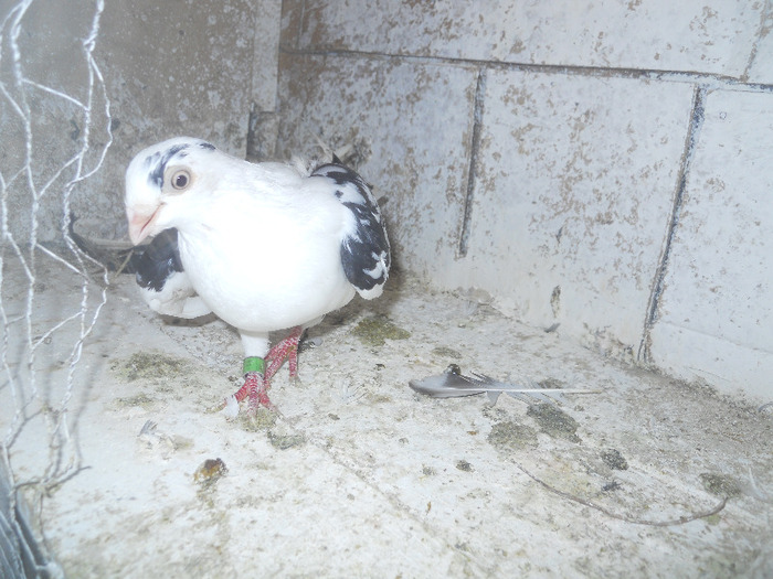 DSCN3528 - 1825 Sorin Constantinescu