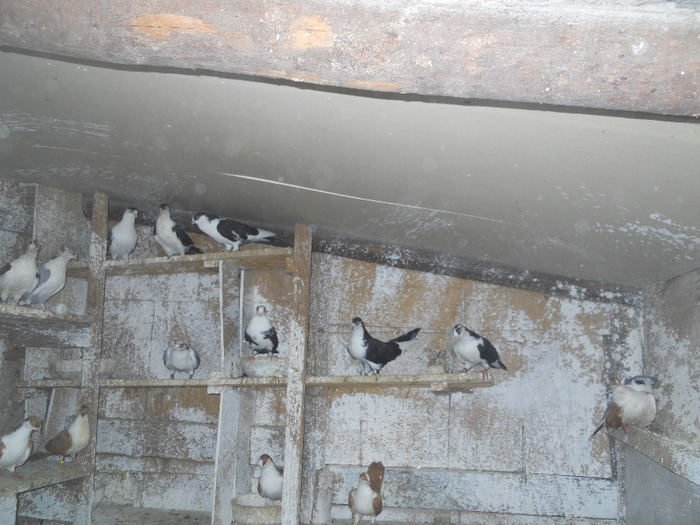 DSCN3529 - 1825 Sorin Constantinescu