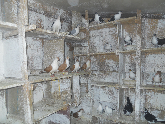 DSCN3530 - 1825 Sorin Constantinescu