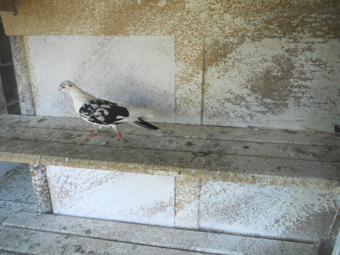 DSCN3532 - 1825 Sorin Constantinescu